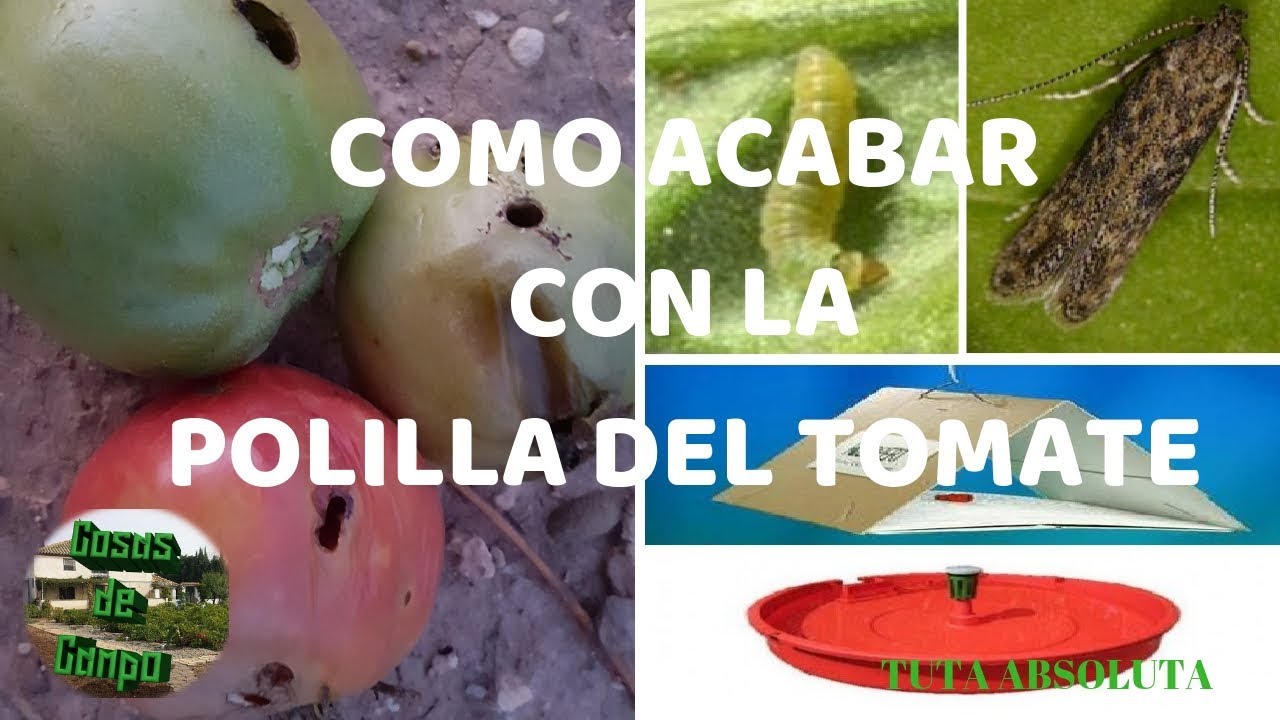 como eliminar la polilla del tomate