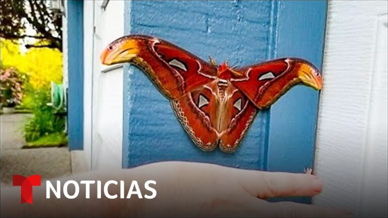 cual es la polilla mas grande del mundo
