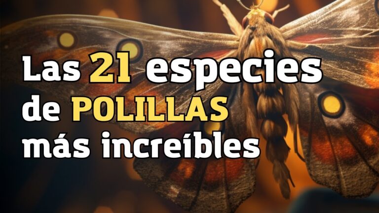 cual es la polilla mas peque¤a del mundo