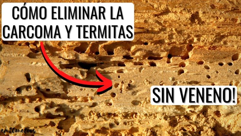 diferencia entre carcoma y polilla de la madera