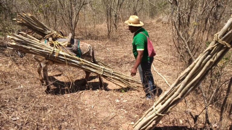maderas resistentes a la polilla