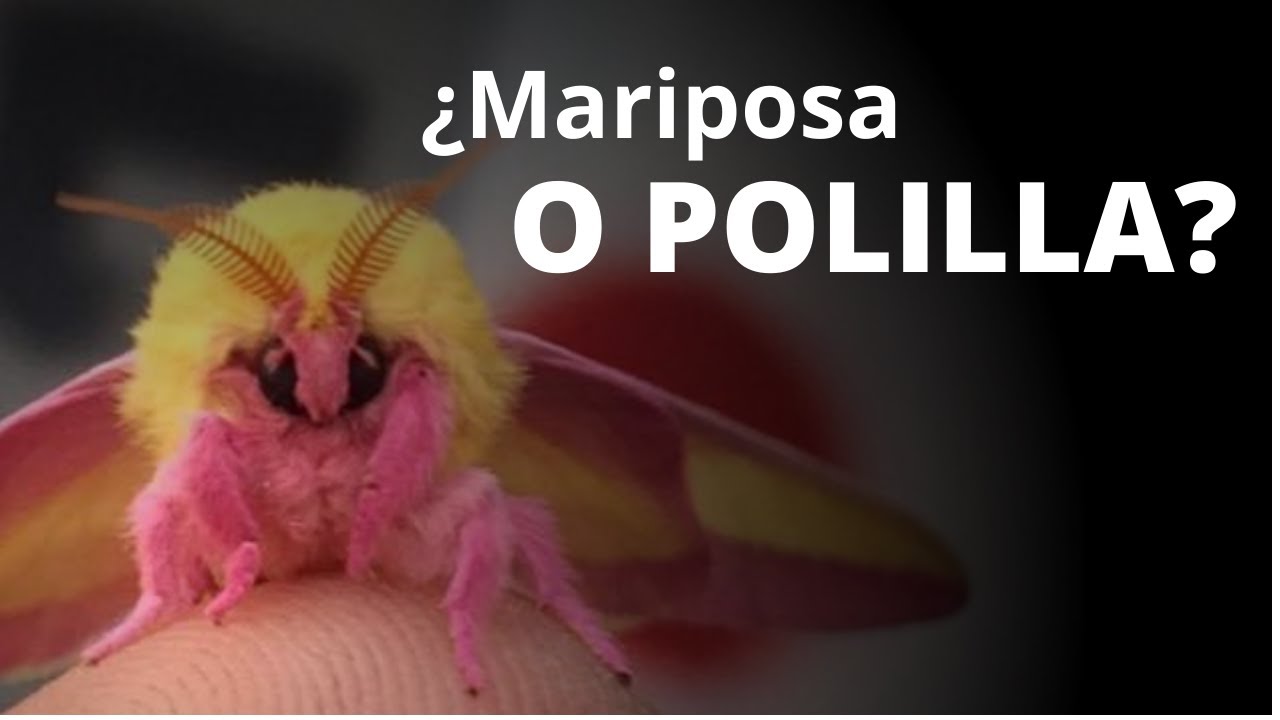 mariposa o polilla atlas