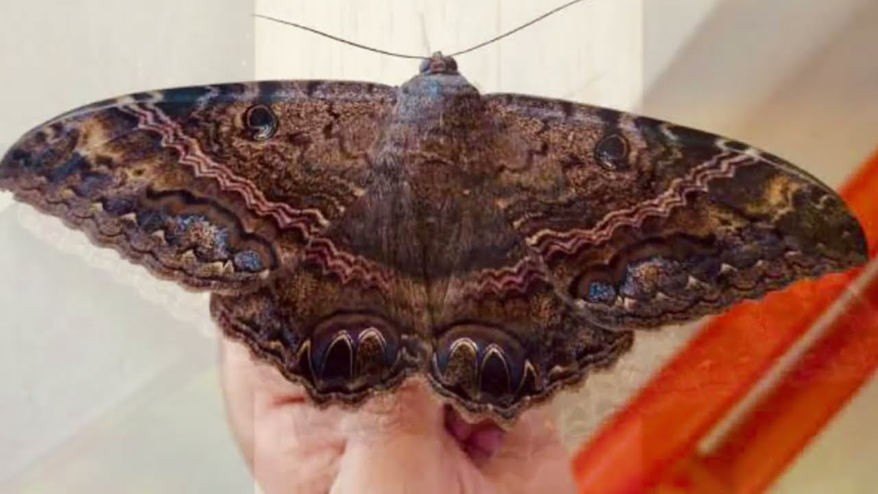 polilla bruja negra