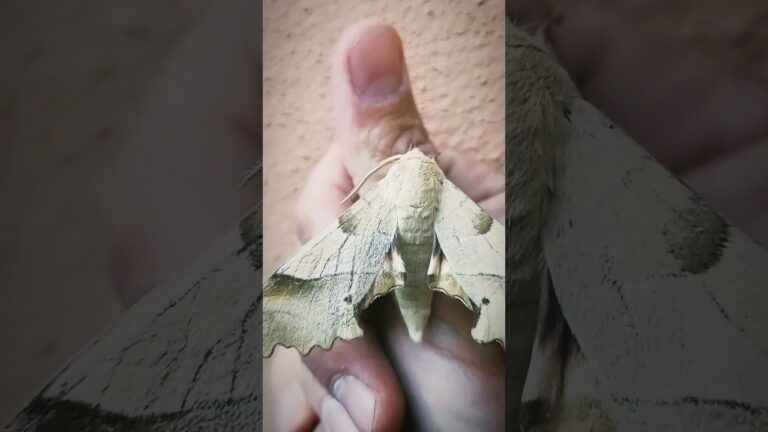 polilla del roble