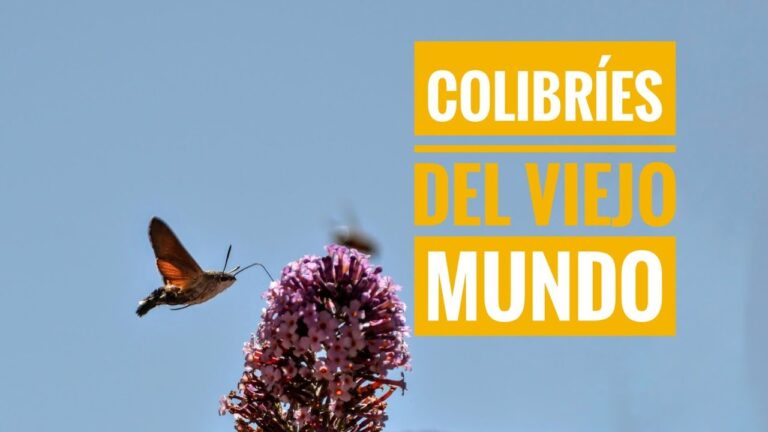 polilla esfinge colibrí
