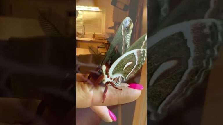 polilla gigante España