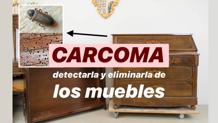 polilla madera sofá