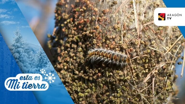 polilla procesionaria del pino