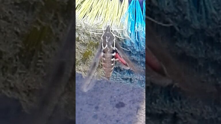 polilla reina