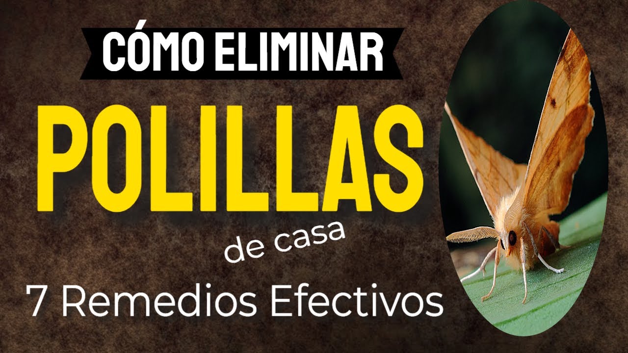 productos para la polilla