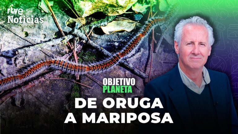 oruga procesionaria polilla