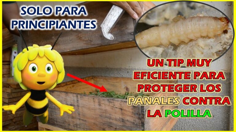 polilla abeja