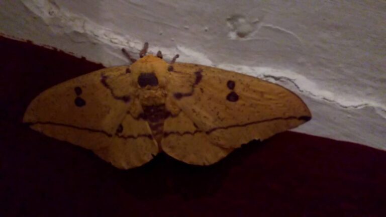 polilla amarilla