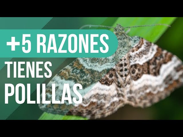 polilla blanca y negra