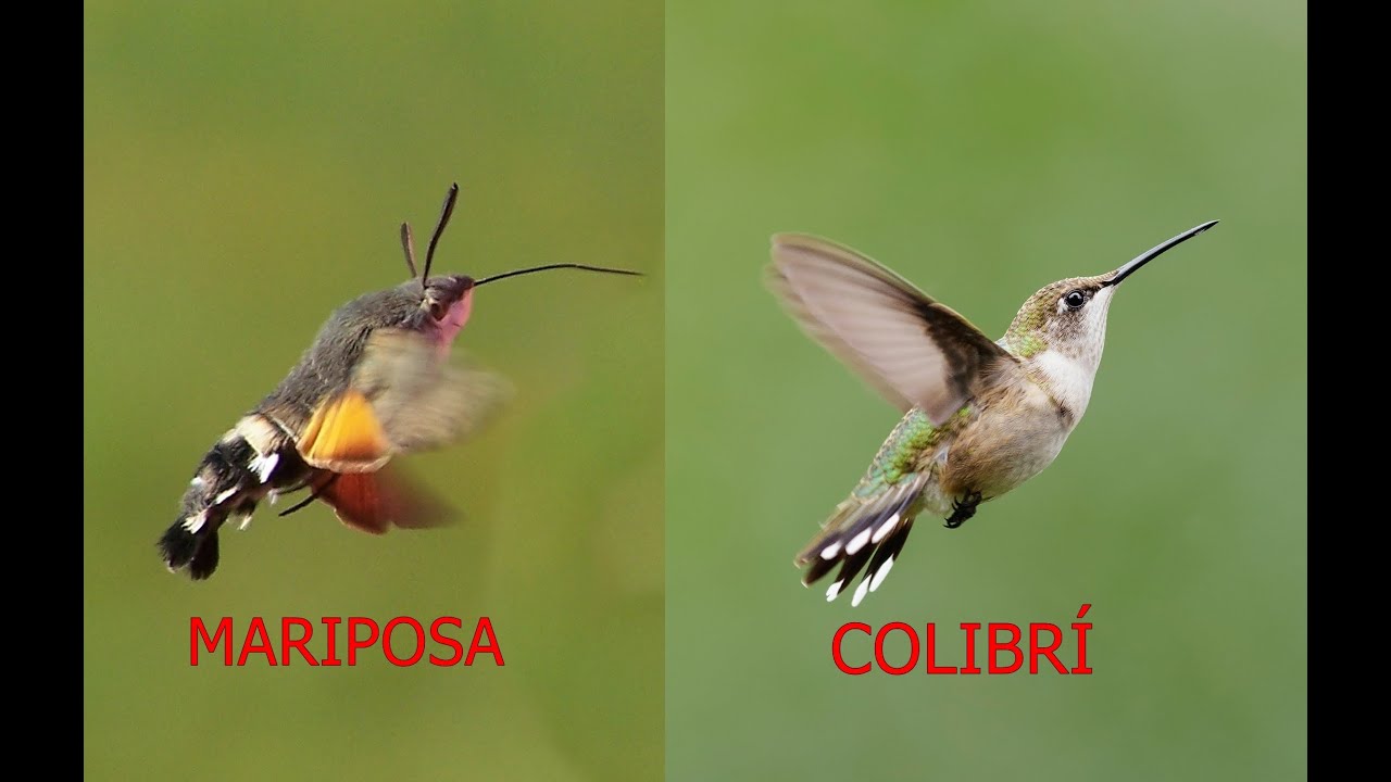 polilla colibrí