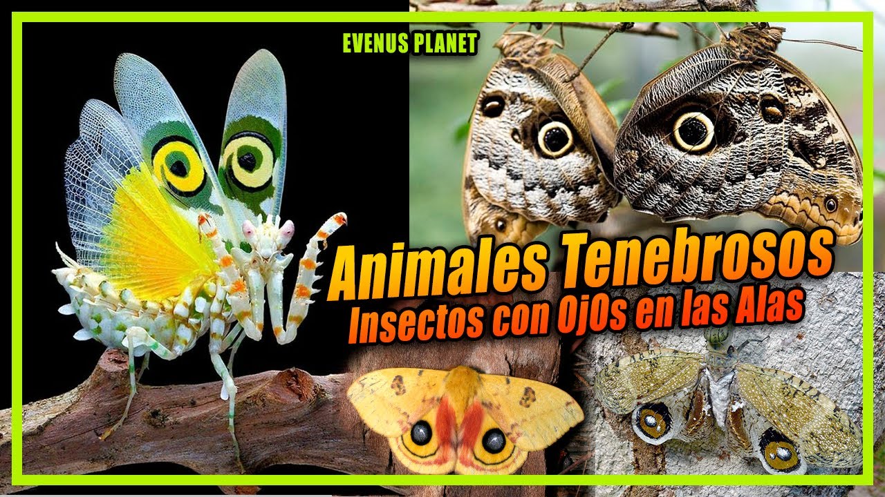 polilla con ojos en las alas