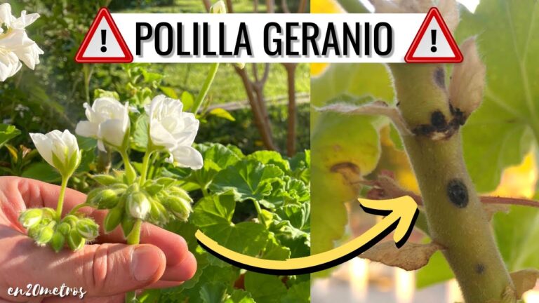 polilla del geranio