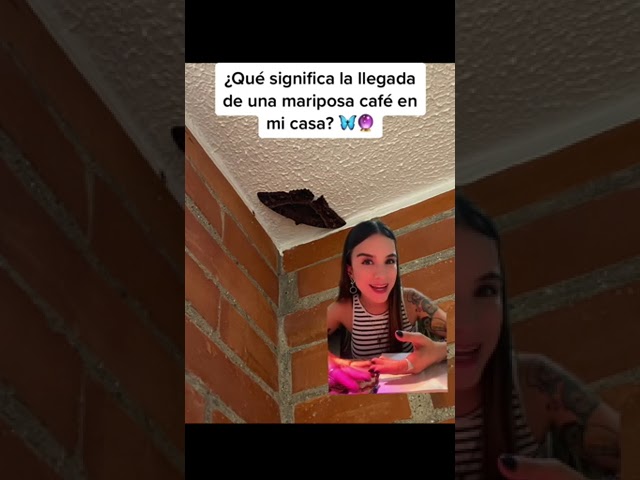 polilla marrón