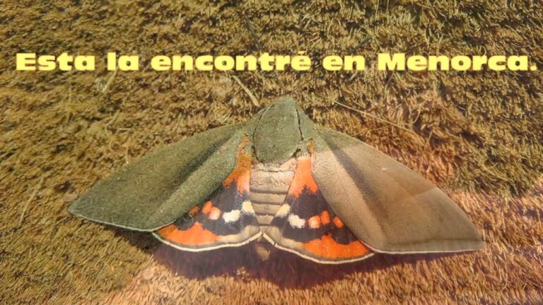 polilla palmera
