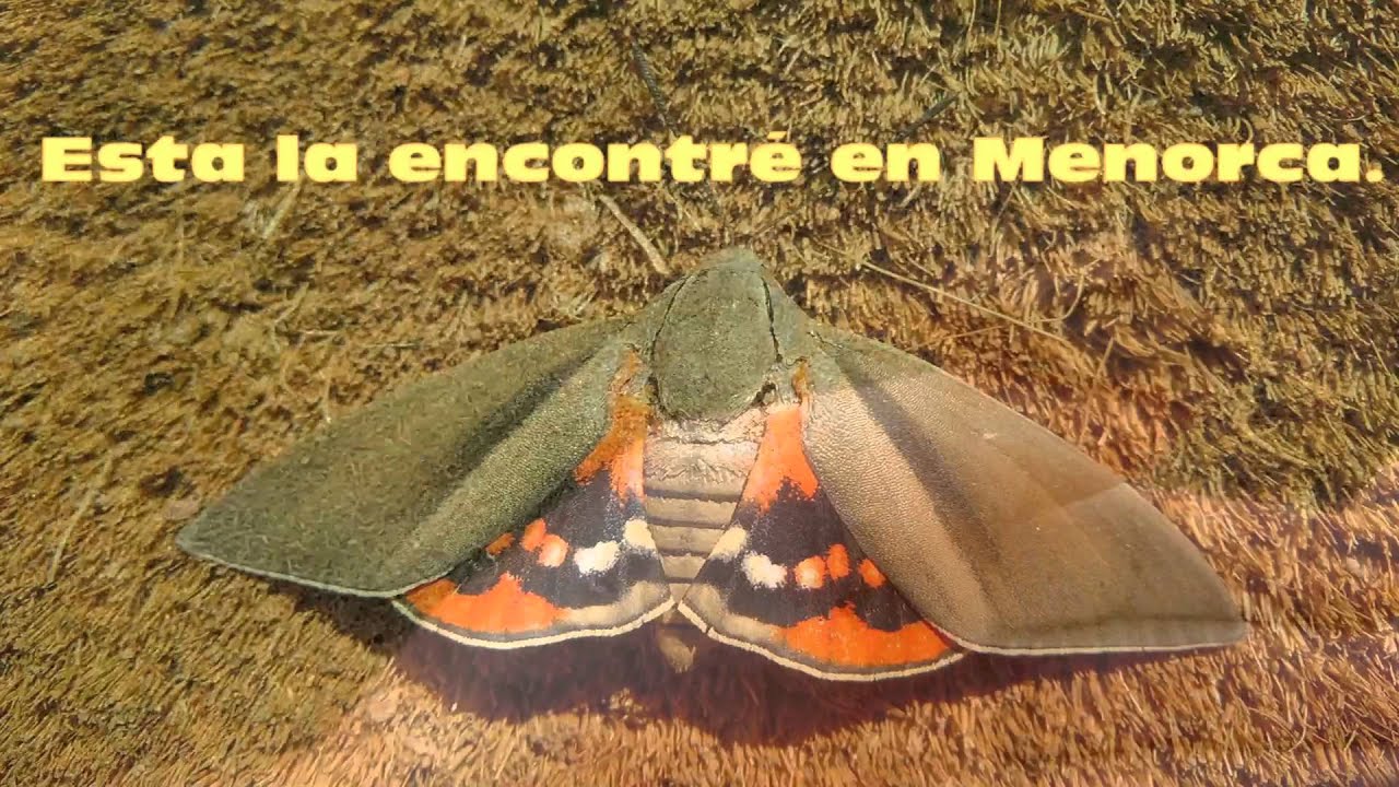 polilla palmera