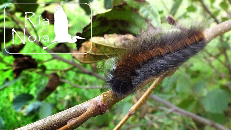 polilla zorro