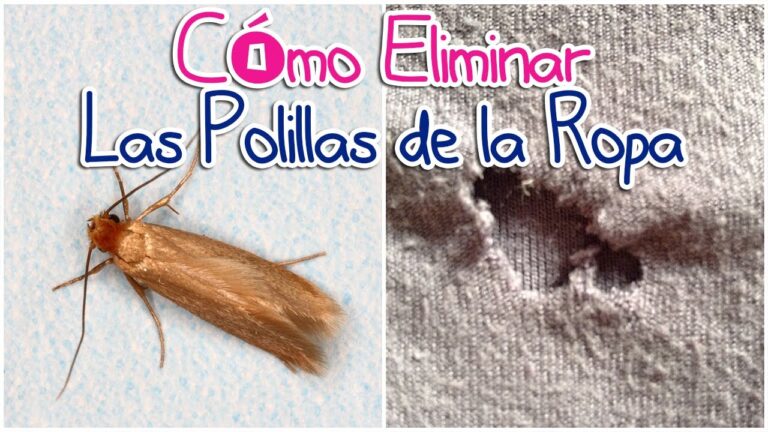 polillas ropa agujeros
