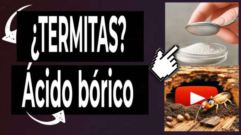 ácido bórico polilla de la madera como se prepara