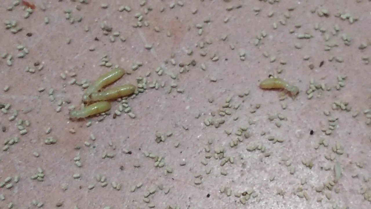 eliminar gusano polilla madera