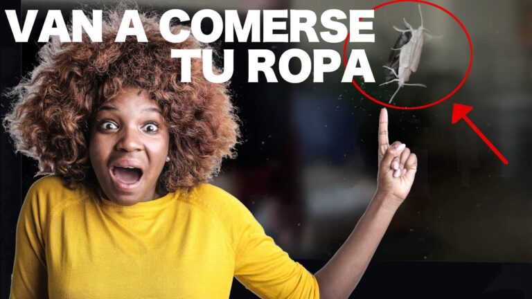 gusanos de polillas en casa