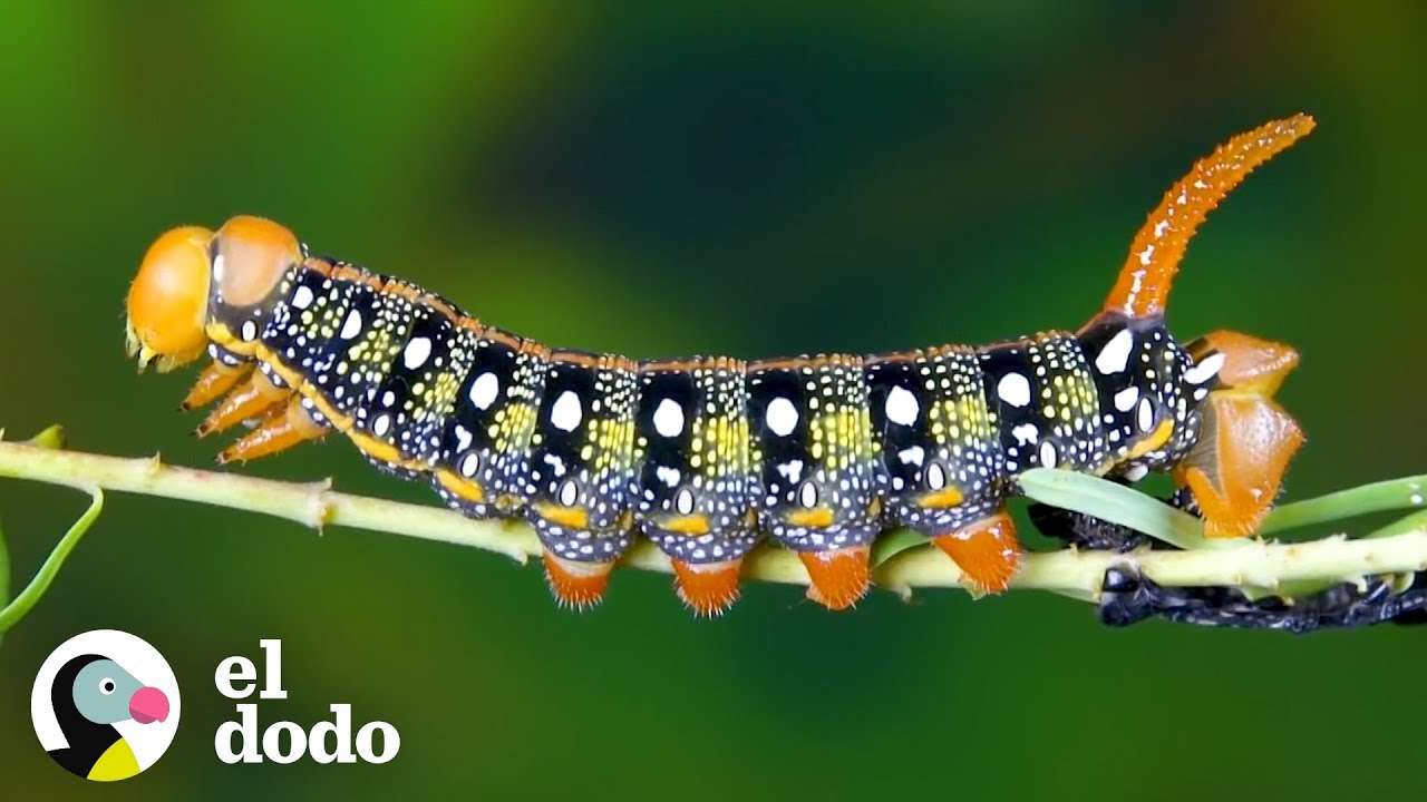 polilla como nace