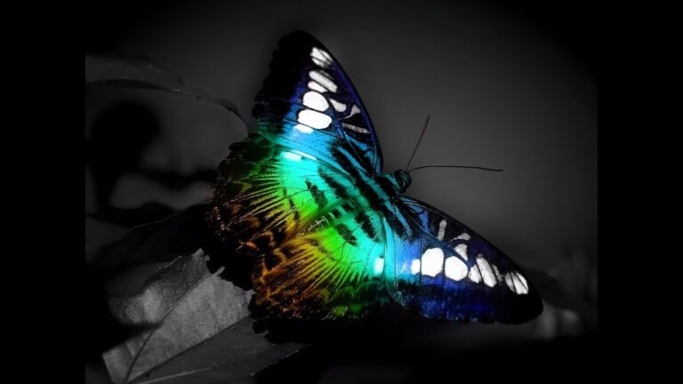 polilla crepuscular