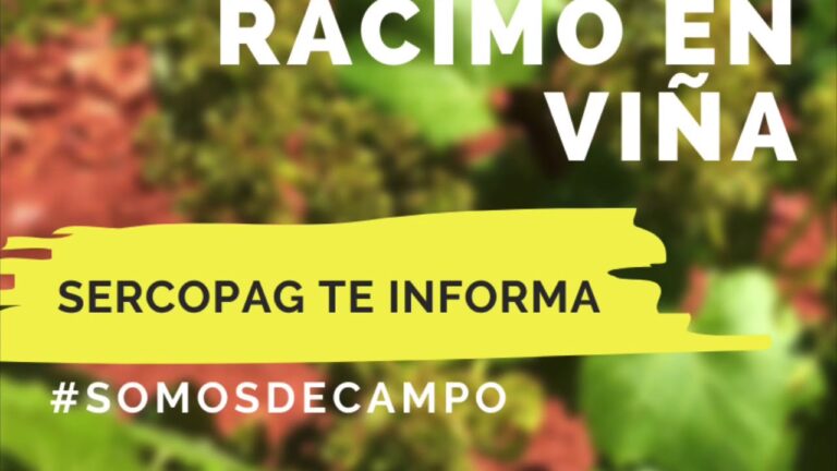 polilla del racimo viñedo