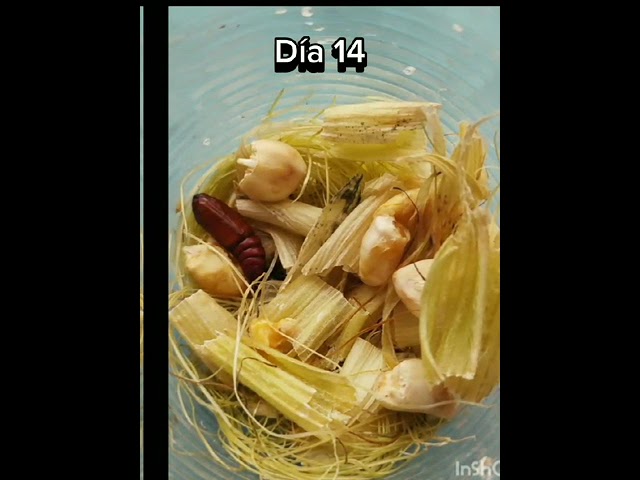 polilla fases