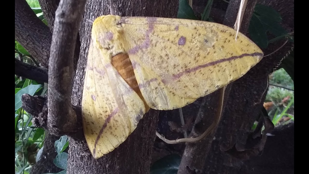 polilla imperial
