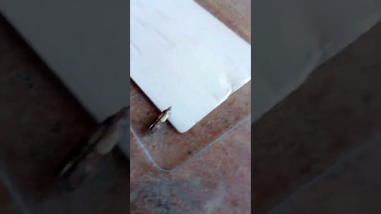 polilla india de la harina
