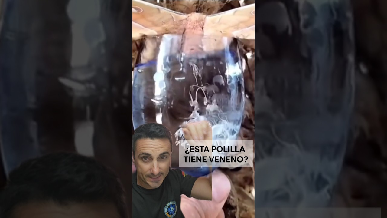 polilla jeroglífica es venenosa