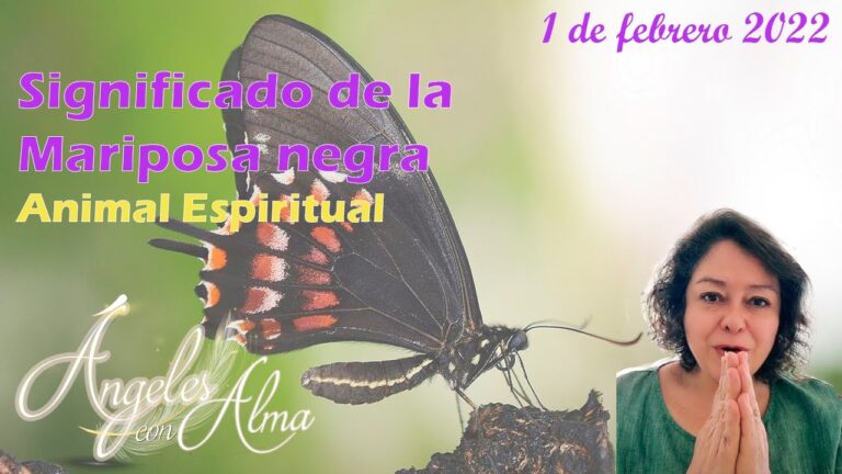 polilla negra y amarilla