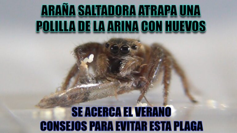 polilla que parece araña
