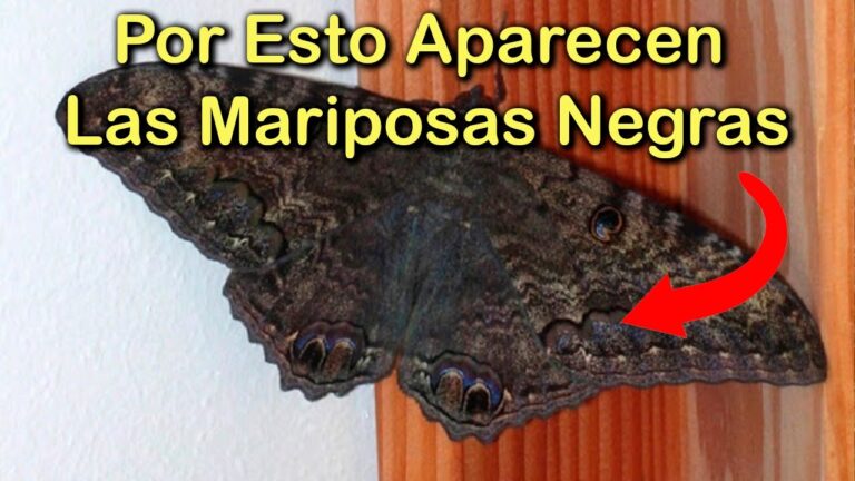 significado polilla negra en casa