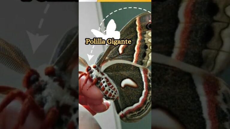 cuál es la polilla más grande