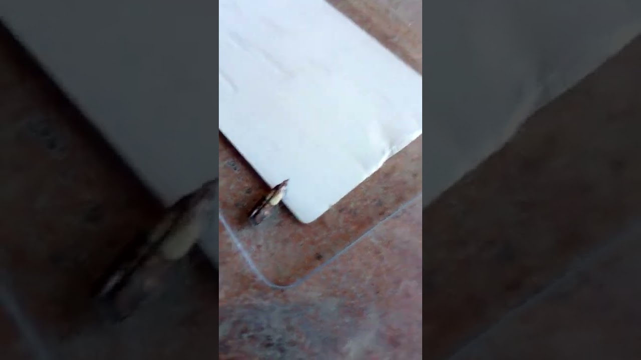 polilla alimentaria