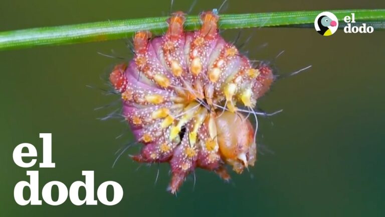 polilla japonesa
