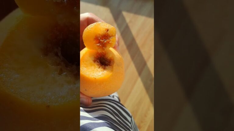 polilla oriental de la fruta