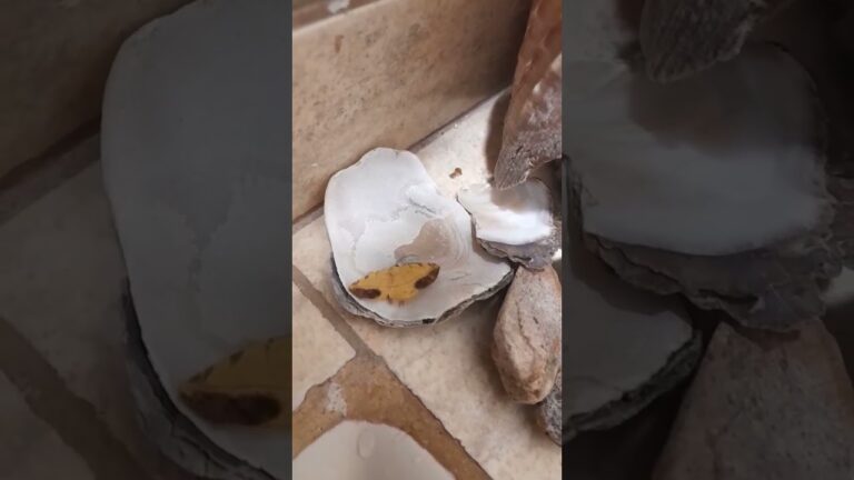 polilla que parece hoja seca