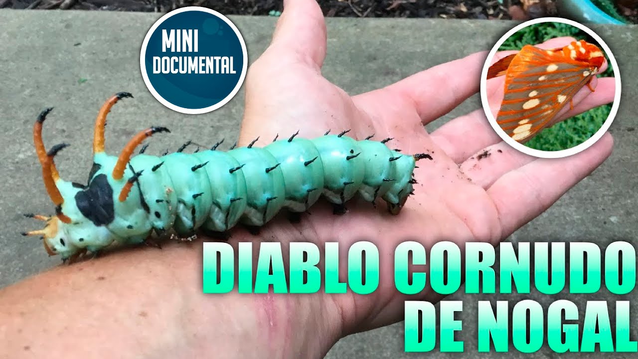polilla real