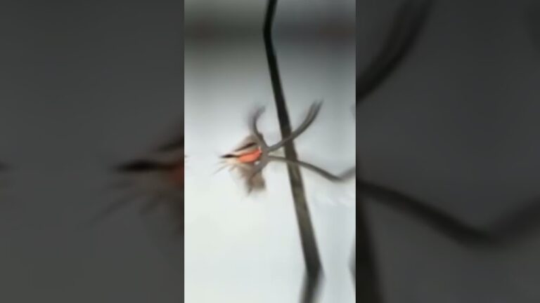 polilla sin pelo