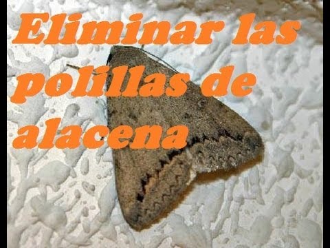 polillas en la cocina