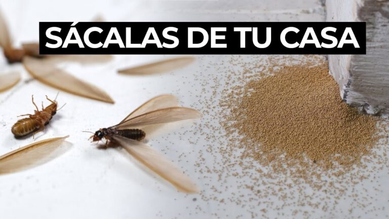 como detectar polilla en la madera