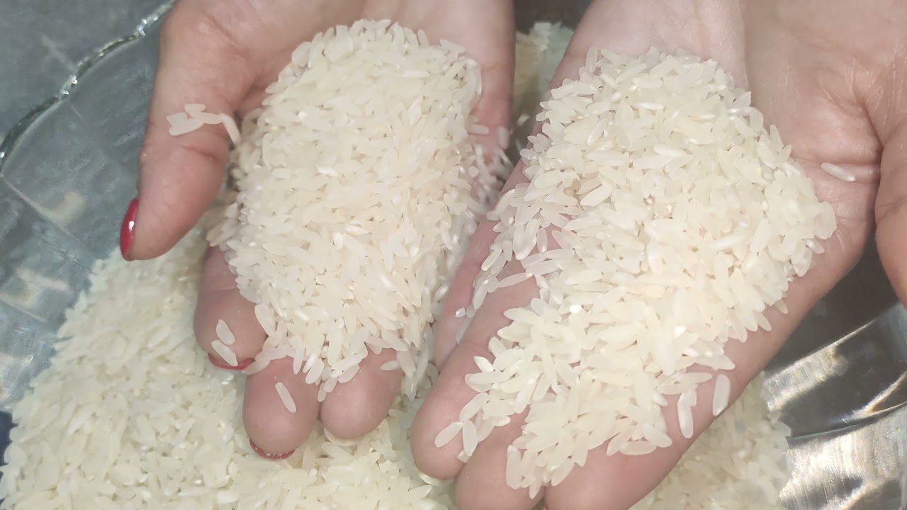 polilla arroz