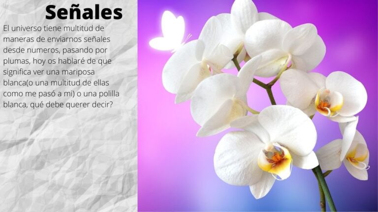 polilla blanca significado